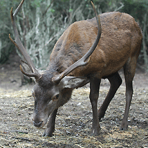 Animali Cervo