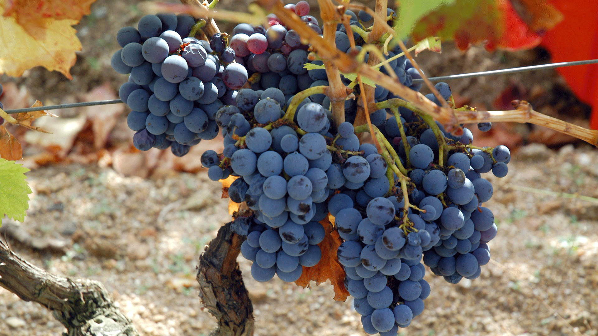 Vendemmia uva cannonau