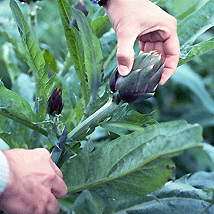 Agricoltura coltivazioni carciofo spinoso