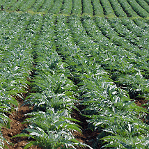 Agricoltura coltivazioni carciofo spinoso